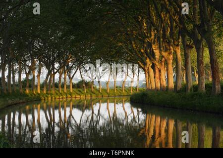 Ebene gesäumten Kanal, im Abendlicht, auf einem Zweig der Canal du Midi, Languedoc, Frankreich Stockfoto