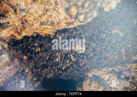 Kolonie der Fledermäuse in der Höhle von Pura Goa Lawah Bali, Indonesien Stockfoto