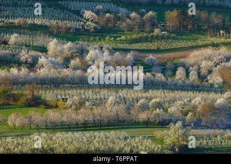 Blühende Kirschbäume im eggener Tal, Obereggenen, Schliengen, Baden-Württemberg, Deutschland Stockfoto