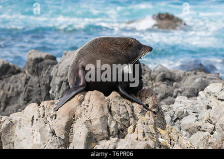 Neuseeländische Pelzrobbe (Arctocephalus forsteri) auf den Felsen bei Red Rocks, Wellington, Neuseeland Stockfoto