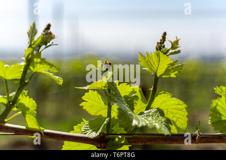 Junge Triebe der Trauben wachsen im Frühjahr in den Kaiserstuhl in Deutschland im Sonnenlicht. Stockfoto