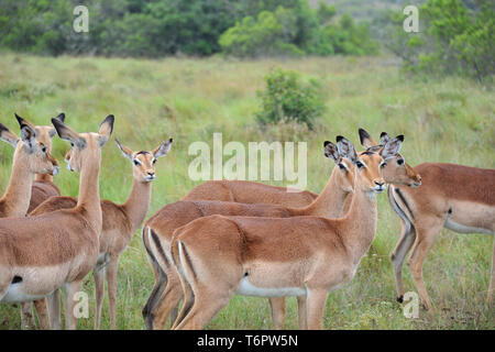 Erstaunliche Szenen der afrikanischen Tierwelt, Südafrika, Afrika Stockfoto