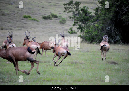 Erstaunliche Szenen der afrikanischen Tierwelt, Südafrika, Afrika Stockfoto