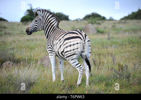 Erstaunliche Szenen der afrikanischen Tierwelt, Südafrika, Afrika Stockfoto