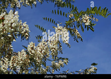 Falsche Akazie, Blumen und Blätter, Robinia pseudoacacia Stockfoto