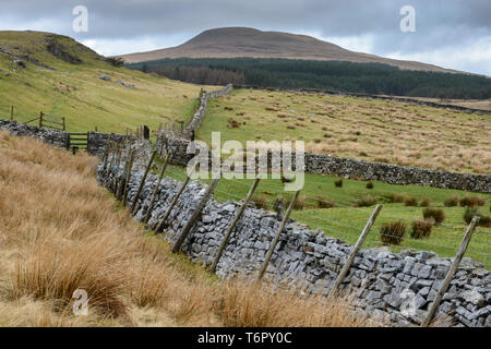 Trockenmauern walling durch die Felder in Richtung Ventilator Nedd im Ystradfellte Tal, Brecon Beacons. Stockfoto