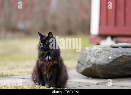 Eine schwarze Norwegische Waldkatze ruht auf einer Betonfahrbahndecke auf einem frühen Frühling Stockfoto