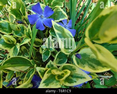 Vinca major Variegata - bigleaf Periwinkle mit schönen tiefen blauen Blumen und markierten weißen Blätter Stockfoto