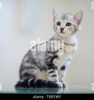 Die kleinen grauen gestreiften heimischen Kätzchen sitzt Stockfoto