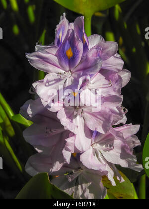 Tautropfen funkeln auf weichen lila Blütenblätter. Nahaufnahme von einem zarten lila Azalea mit feinen Wassertröpfchen von Regen oder am frühen Morgen Tau Stockfoto