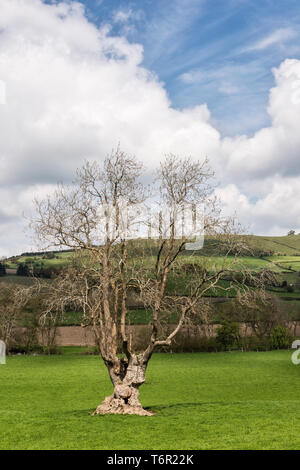Einen alten gemeinsamen Esche (Fraxinus excelsior) an der walisischen Grenze, UK. Asche Bäume sind derzeit vom Aussterben bedroht von ash dieback Krankheit Stockfoto