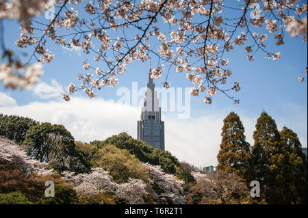 Shinjuku Gyoen National Garten mit Cherry Blossom, das NTT Docomo Yoyogi Gebäude im Hintergrund und blauen, bewölkter Himmel Stockfoto
