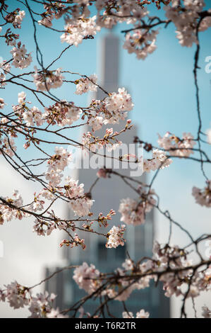 Shinjuku Gyoen National Garten mit Cherry Blossom, und verschwommenes NTT Docomo Yoyogi Gebäude im Hintergrund Stockfoto