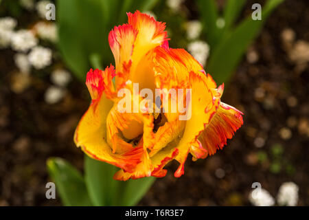 Tulip Karibik Parrot Stockfoto