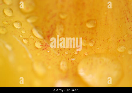 Wassertropfen auf tulip Blatt Stockfoto