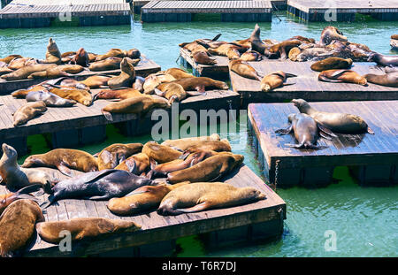 Seelöwen am Pier 39 in San Francisco, Kalifornien Stockfoto