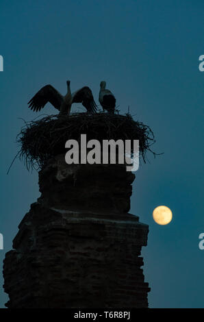 Störche nisten auf einer Säule in der türkischen Dorf von Selcuk bei Vollmond, Türkei Stockfoto