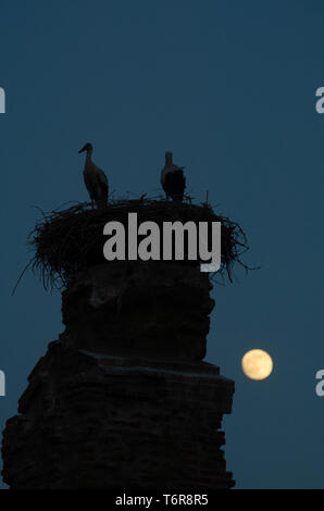 Störche nisten auf einer Säule in der türkischen Dorf von Selcuk bei Vollmond, Türkei Stockfoto