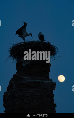 Störche nisten auf einer Säule in der türkischen Dorf von Selcuk bei Vollmond, Türkei Stockfoto