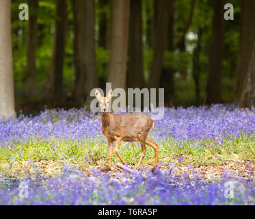 Rehe an Kamera im schönen Bluebell Woods Stand suchen Stockfoto