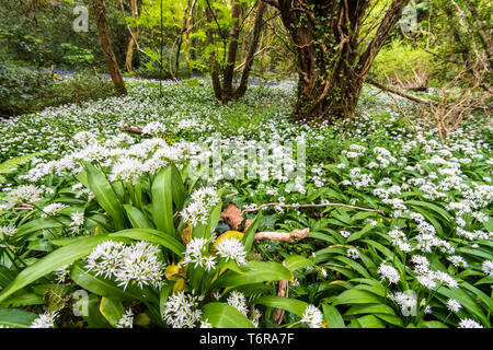 Blühende Allium ursinum, Bärlauch, Bärlauch. Es ist eine wilde Verwandte der Zwiebel, die in Europa und Asien, wo es wächst in feuchten Wäldern. Stockfoto