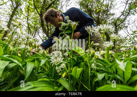 Ein Mann der Nahrungssuche für Allium ursinum, Bärlauch, Bärlauch. Es ist eine wilde Verwandte der Zwiebel, die in Europa und Asien, wo es wächst in feuchten Wäldern. Stockfoto