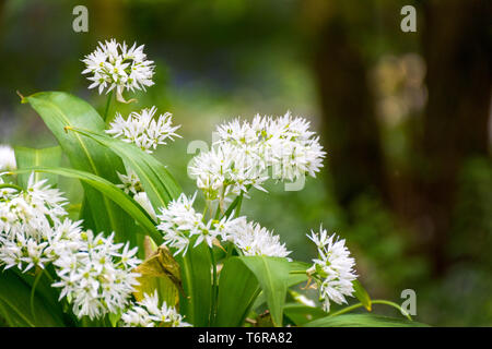 Blühende Allium ursinum, Bärlauch, Bärlauch. Es ist eine wilde Verwandte der Zwiebel, die in Europa und Asien, wo es wächst in feuchten Wäldern. Stockfoto