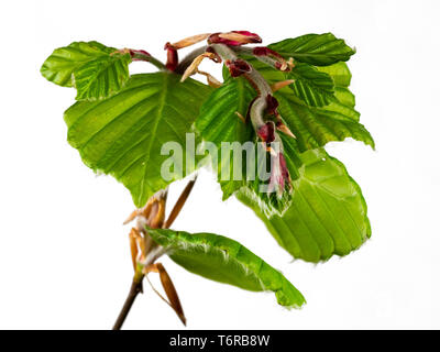 Neue Feder Laub der gemeinsamen Beech, Fagus sylvatica, zeigt die Leaf bud Skalen auf weißem Hintergrund Stockfoto