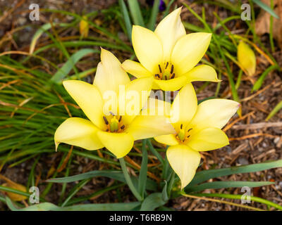 Gelb Frühling Blumen der Hardy botanischen Tulpen, Tulipa linifolia (Batalinii Gruppe) Stockfoto