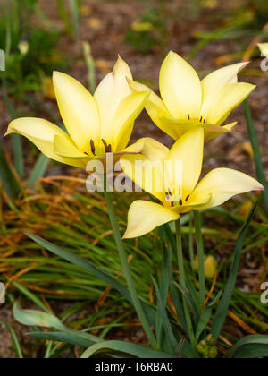 Gelb Frühling Blumen der Hardy botanischen Tulpen, Tulipa linifolia (Batalinii Gruppe) Stockfoto