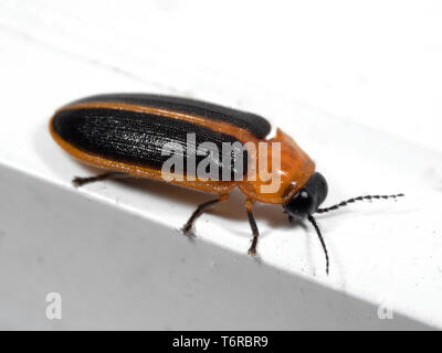 Makrofotografie von Firefly auf weißen Boden Stockfoto