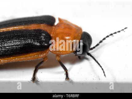 Makrofotografie von Firefly auf weißen Boden Stockfoto