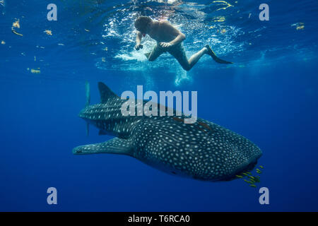 Ein schnorchler in eine nahe Begegnung mit einem jugendlichen Walhai (Firma IPCON typus) in der Honda Bay, Puerto Princesa, Palawan, Philippinen. Stockfoto