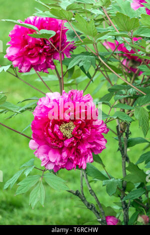 Chinesische Baumpfingstrose, Paeonia x suffruticosa Jin Pao Hong, Rote Pfingstrose Garten, Strauchpflanze Stockfoto