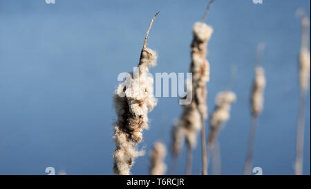 Typha. Getrocknete Rohrkolben in natürlicher Umgebung. Schilf und gefrorenen See Hintergrund. Stockfoto