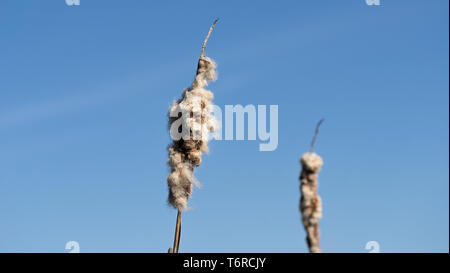 Typha. Getrocknete Rohrkolben in natürlicher Umgebung. Schilf und gefrorenen See Hintergrund. Stockfoto