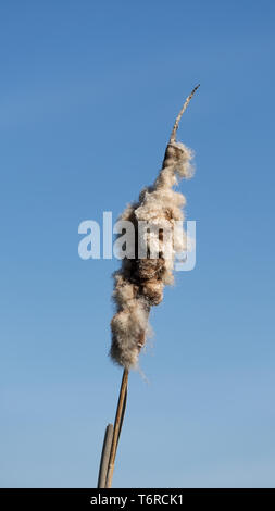 Typha. Getrocknete Rohrkolben in natürlicher Umgebung. Schilf und gefrorenen See Hintergrund. Stockfoto