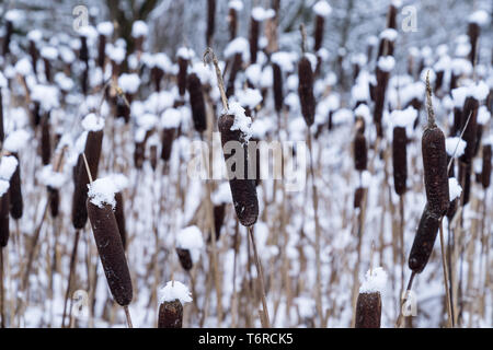 Typha. Getrocknete Rohrkolben in natürlicher Umgebung. Schilf und gefrorenen See Hintergrund. Stockfoto