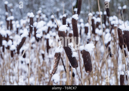 Typha. Getrocknete Rohrkolben in natürlicher Umgebung. Schilf und gefrorenen See Hintergrund. Stockfoto