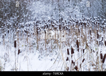 Typha. Getrocknete Rohrkolben in natürlicher Umgebung. Schilf und gefrorenen See Hintergrund. Stockfoto