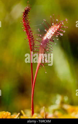 Fleischfressende Pflanzen im Moor (Natur). Drosera Anglica - englische Sonnentau oder große Sonnentau. Stockfoto