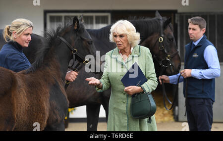 Die Herzogin von Cornwall bietet eine Münze auf ein Fohlen bei einem Besuch in der National Stud in Newmarket. Stockfoto