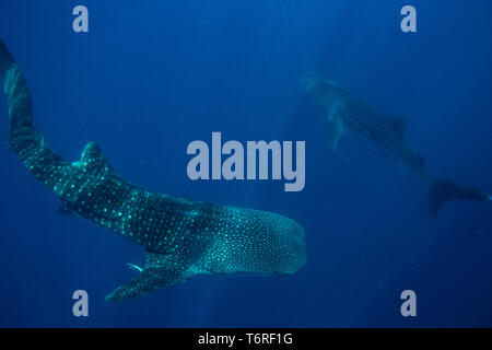 Ein paar der Walhaie (Firma IPCON typus), die in der Honda Bay, Puerto Princesa, Palawan, Philippinen. Stockfoto