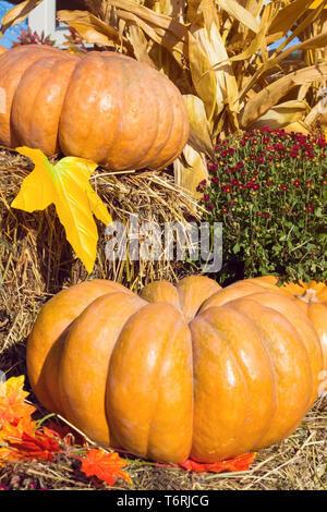 Herbstliche Dekoration mit Kürbissen Stockfoto