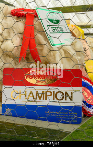 Close-up aus Wolle Ausstellung bei großen Yorkshire Show-weiche, weiße preisgekrönte Vlies verliehen Champion Zertifikat & Rosette - Harrogate, England, UK. Stockfoto