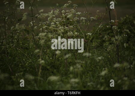 Art begeistert - Zwei Vögel in langen Gras fliegen an eine Wilde Blumenwiese, Two-Tree Island Nature Reserve, Essex, Großbritannien. Stockfoto