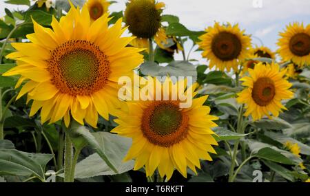 Nahaufnahme von Sonnenblumen in die Felder in der Nähe von Kazanlak, Bulgarien Stockfoto