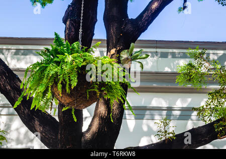 Farn Hängend im Schatten der Zweige eines Baumes dekorieren den Garten eines colonial house Stockfoto