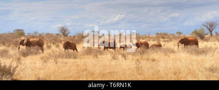 Kleine Herde von Elefanten auf der afrikanischen Savanne des Tsavo National Game Reserve in Kenia Afrika Stockfoto