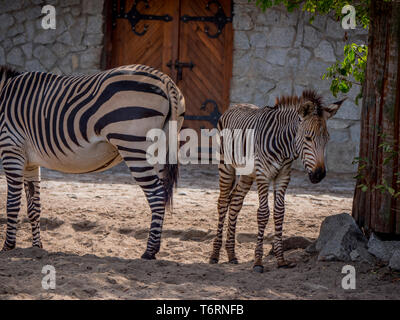 Zebras Familie Spaß entspannen und das Spiel mit dem kleinen Zebra Stockfoto